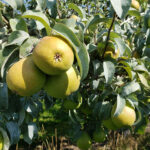 pears in an orchard