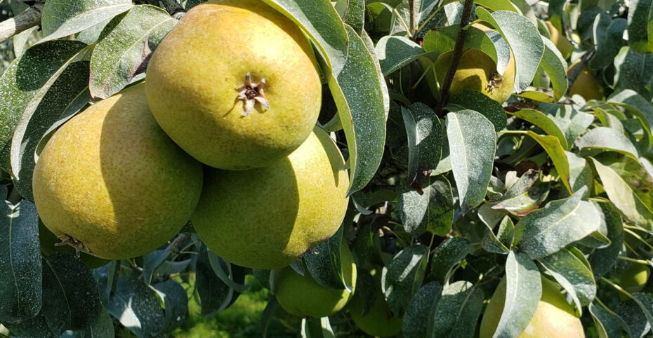 pears in an orchard