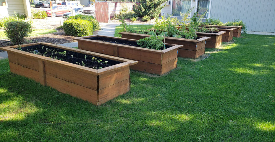 planter boxes in yard