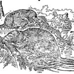 beaver coloring book image