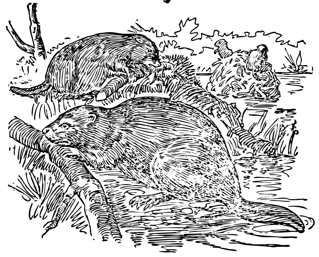 beaver coloring book image