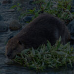 beaver with branch in river