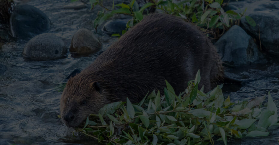 beaver with branch in river