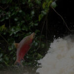 salmon jumping up river
