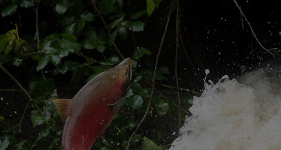 salmon jumping up river