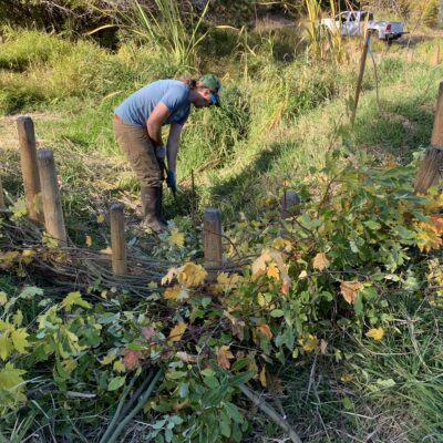 person working on habitat restoration project