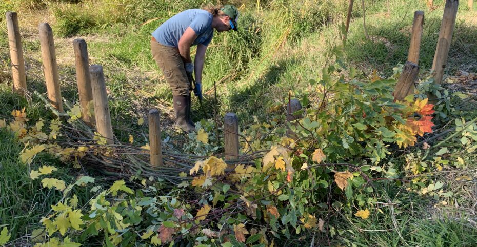 person working on habitat restoration project