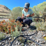 person watering native plants