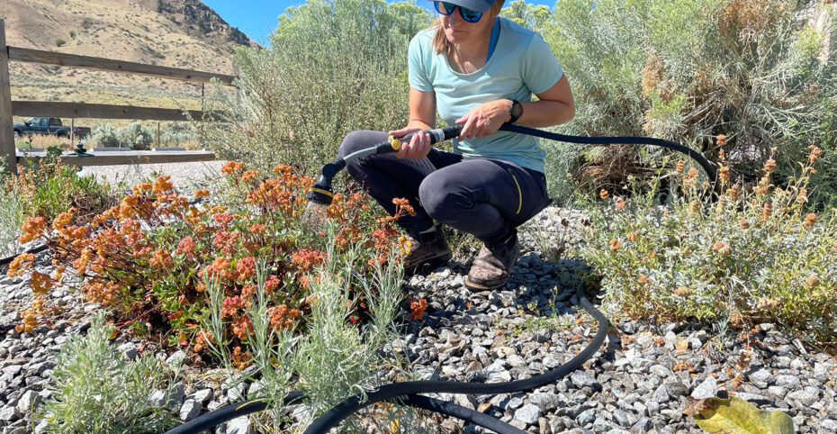 person watering native plants