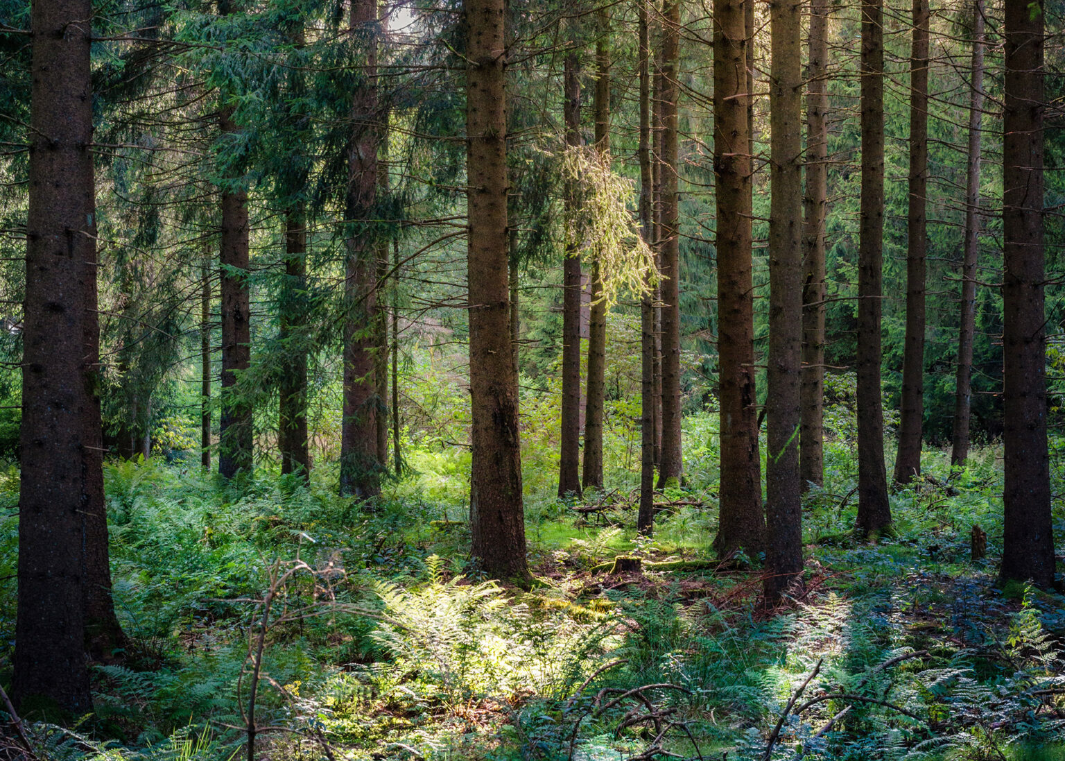 trees in forest