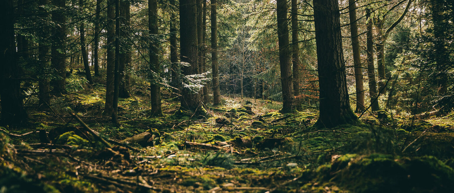 trees in forest with sunlight