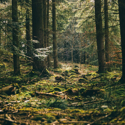 trees in forest with sunlight