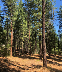 view of healthy forest