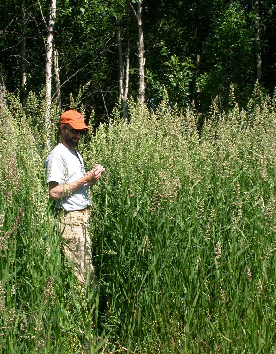 person standing in tall reed canary grass