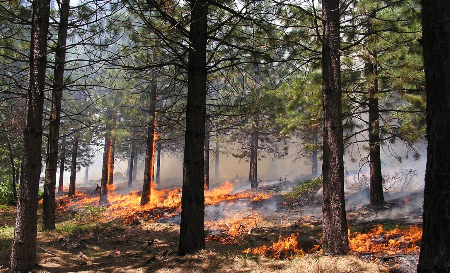 fire on forest floor