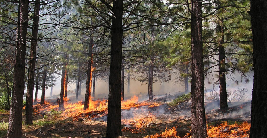 fire on forest floor