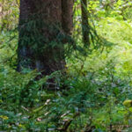 view of trees in the forest