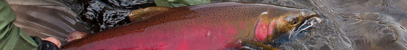 person holding a salmon in river
