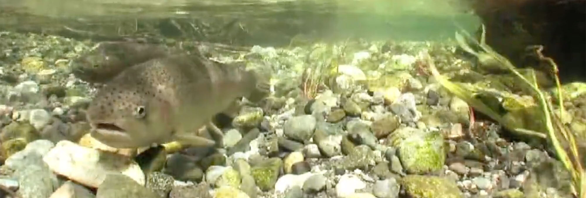 underwater view of fish in river