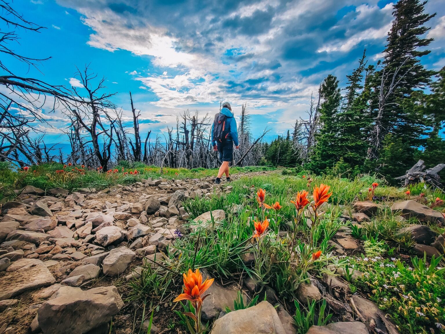 Person walking a rocky trail with orange wildflowers and blue sky