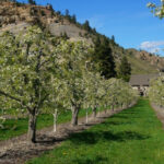 Photo: Pear Orchard by Brad Brisbine