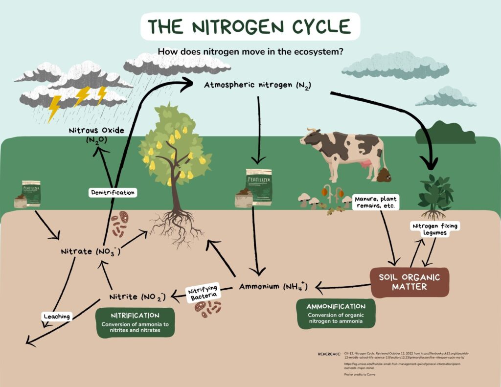 The nitrogen cycle infographic