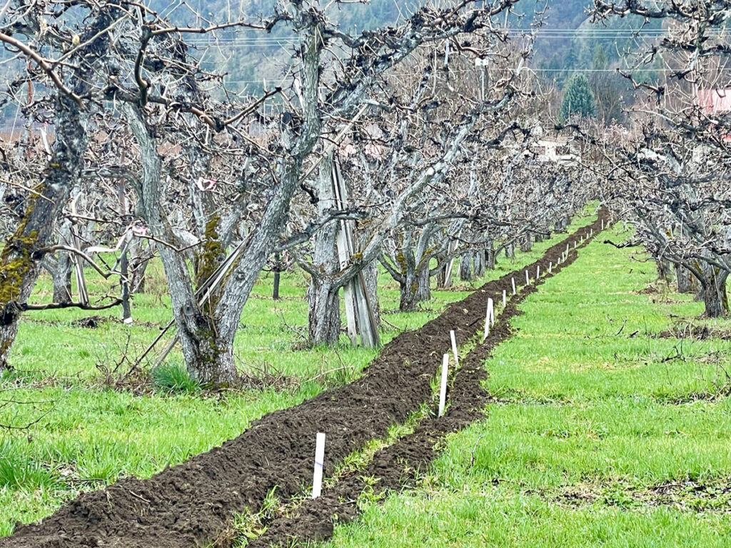 Photo: Irrigation Efficiency Upgrade Program project on a pear orchard