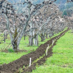 Photo: Irrigation Efficiency Upgrade Program project on a pear orchard