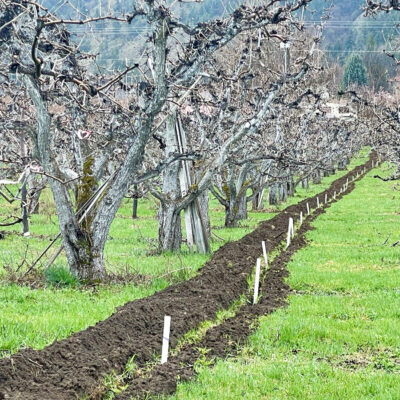 Photo: Irrigation Efficiency Upgrade Program project on a pear orchard