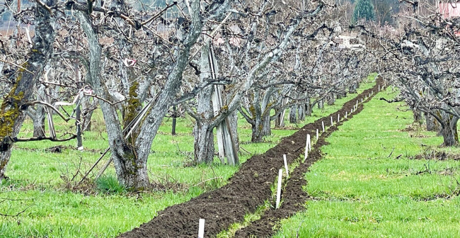 Photo: Irrigation Efficiency Upgrade Program project on a pear orchard