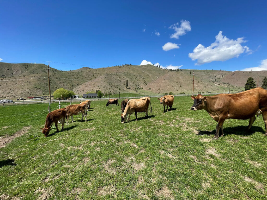 Photo: Jersey cows grazing on a farm in Chelan County