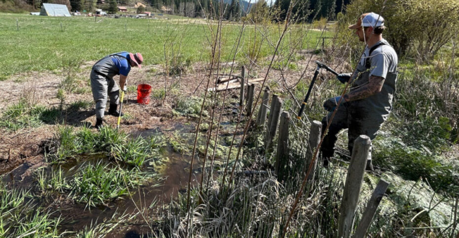 people working on native planting