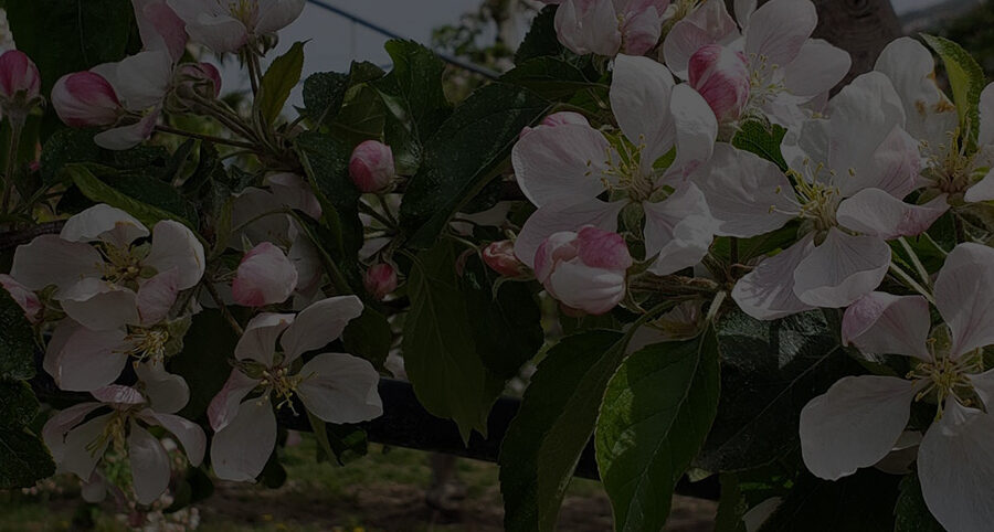 orchard blooms on trees