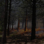 fire in underbrush in forest