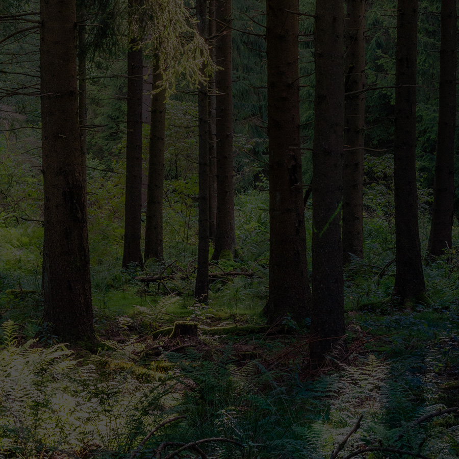 view of trees in forest