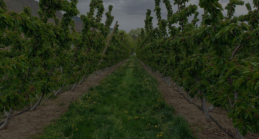 row of orchards