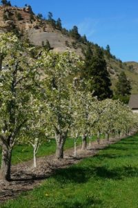 Photo: Pear Orchard by Brad Brisbine