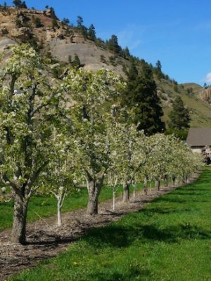 Photo: Pear Orchard by Brad Brisbine